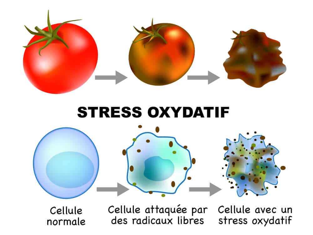 Qu'est-ce que le stress oxydatif? | Comment mesurer l'état oxydant dans ...